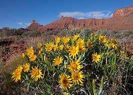 Moab River Rafting Flowers