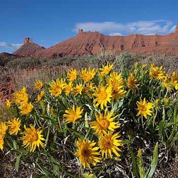 Moab River Rafting Flowers