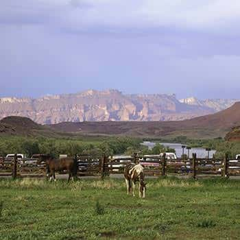 Westwater Multisport Red Cliffs Horses