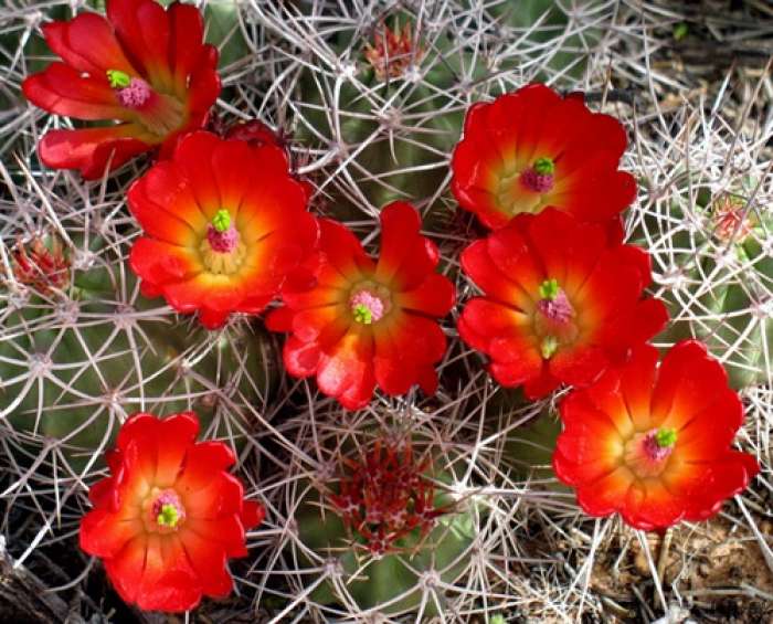 Moab Claret Cup Cacti