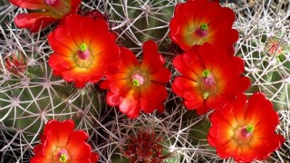 Moab Claret Cup Cacti