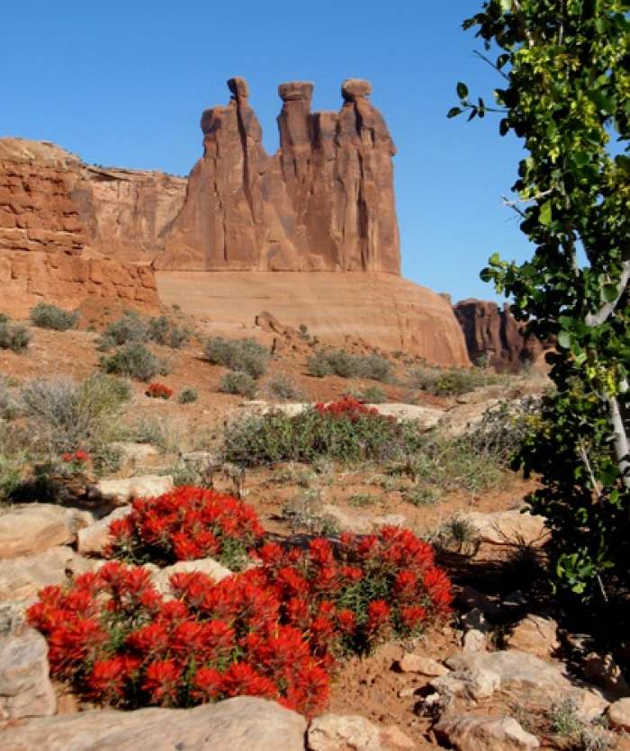 Moab Common Paintbrush