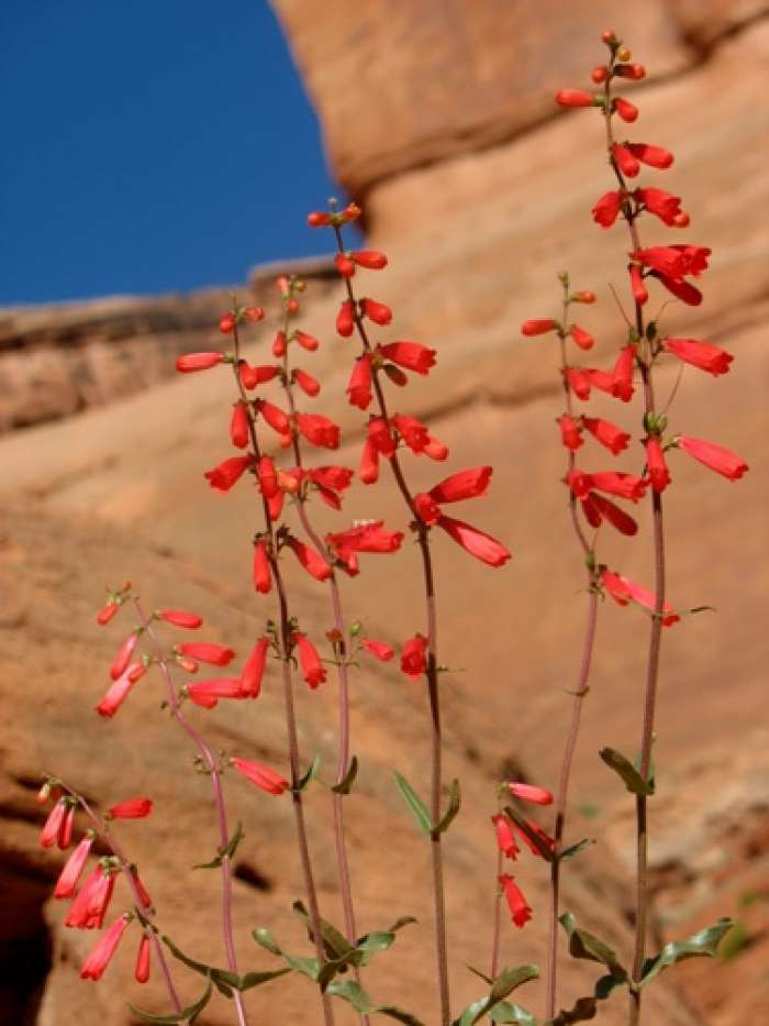 Moab Eatons Penstemon