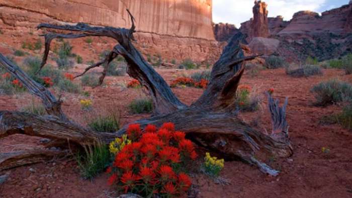 Arches National Park Spring Red